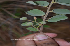 Grewia orbiculata